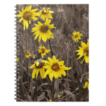 Zonnebloem in de Rocky Mountain