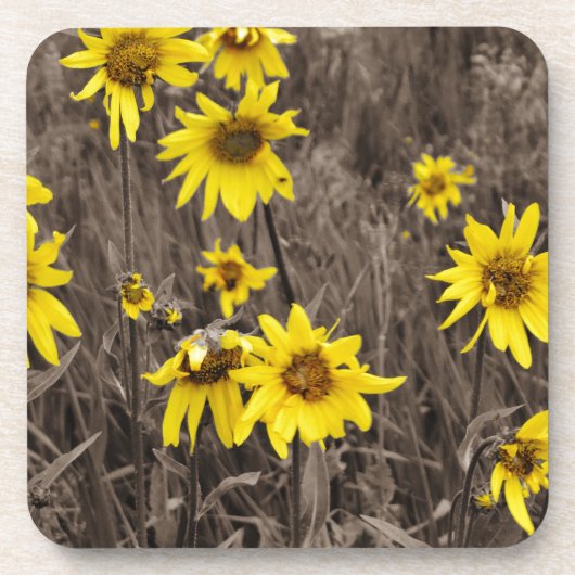 Zonnebloem in de Rocky Mountain Onderzetter (Voorkant)