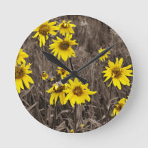 Zonnebloem in de Rocky Mountain