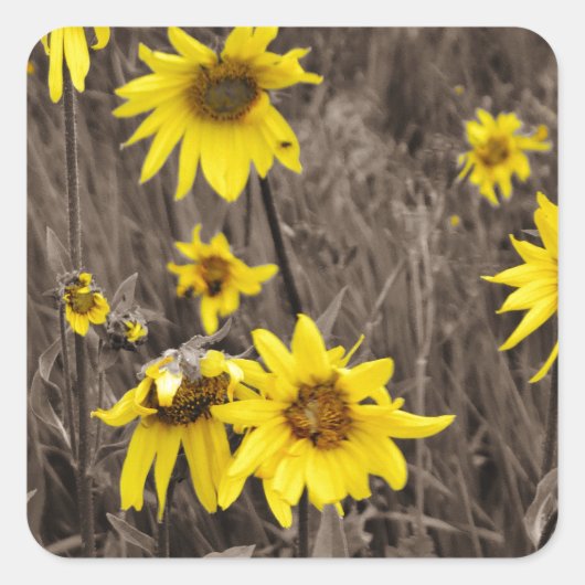 Zonnebloem in de Rocky Mountain Vierkante Sticker (Voorkant)