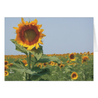 zonnebloem in de zonnebloementeelt
