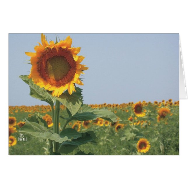 zonnebloem in de zonnebloementeelt (Voorkant Horizontaal)