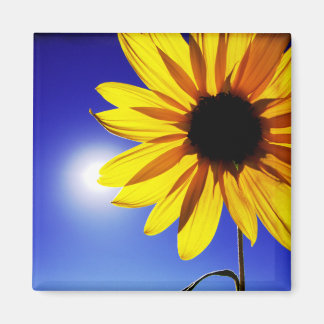Zonnebloem in de Zonnemagent Magneet