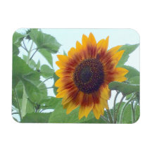 Zonnebloem in een Bleke blauwe hemel —