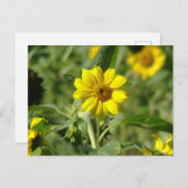 Zonnebloem in Field DIY Briefkaart (Voorkant / Achterkant)