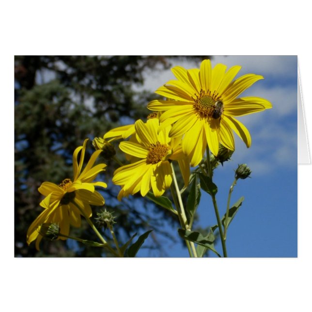 zonnebloem in hommel (Voorkant Horizontaal)