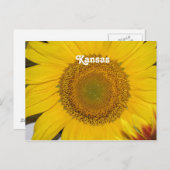 Zonnebloem in Kansas Briefkaart (Voorkant / Achterkant)
