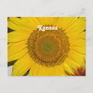Zonnebloem in Kansas Briefkaart