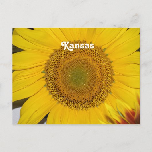 Zonnebloem in Kansas Briefkaart (Voorkant)