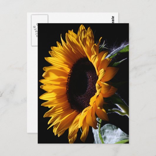 Zonnebloem in studio 1 briefkaart (Voorkant / Achterkant)