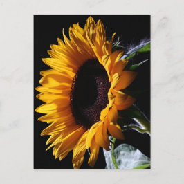 Zonnebloem in studio 1 briefkaart