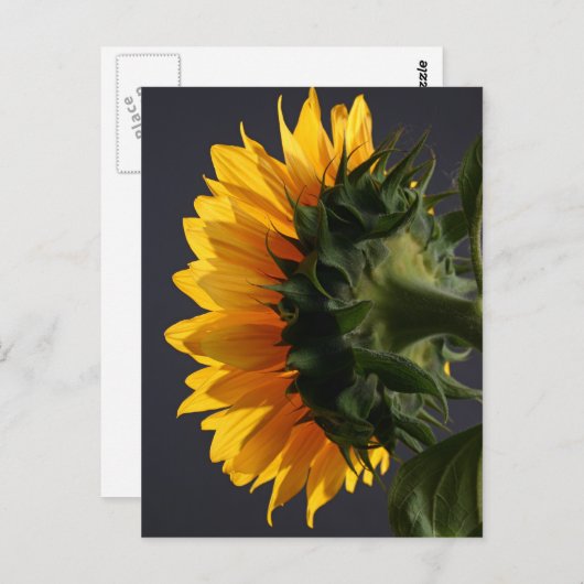 Zonnebloem in studio 2 briefkaart (Voorkant / Achterkant)