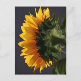 Zonnebloem in studio 2 briefkaart