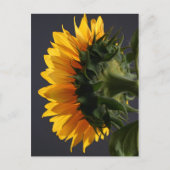 Zonnebloem in studio 2 briefkaart (Voorkant)