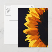 Zonnebloem in studio 4 briefkaart (Voorkant / Achterkant)