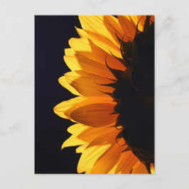 Zonnebloem in studio 4 briefkaart