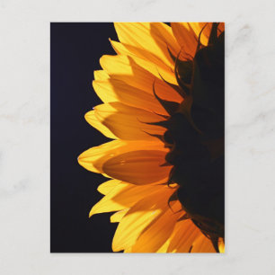 Zonnebloem in studio 4 briefkaart