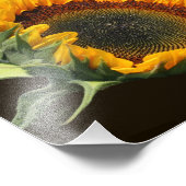 Zonnebloem in Zonneschijn 8x10 Foto Afdruk (Hoek)