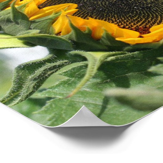 Zonnebloem in Zonneschijn Spiegel Abstract Poster (Hoek)