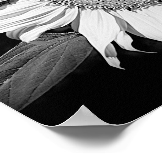 Zonnebloem in zwart-wit poster (Hoek)