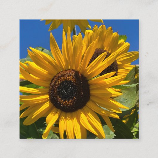 Zonnebloem Informatiekaartje (Voorkant)