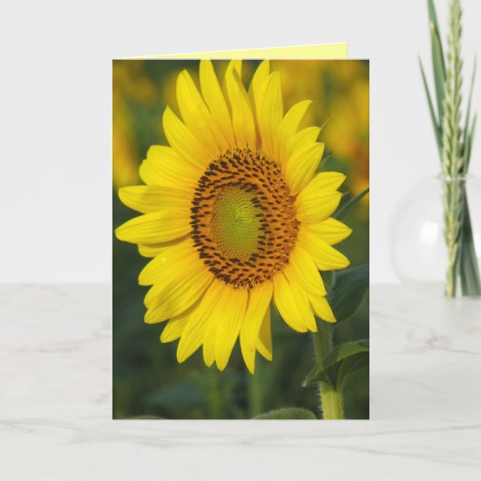 Zonnebloem Kaart (Voorkant)