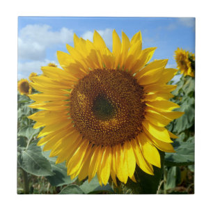 Zonnebloem Keramische foto Tile Tegeltje