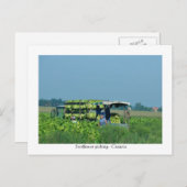 Zonnebloem, Kroatië 2008 Briefkaart (Voorkant / Achterkant)