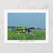 Zonnebloem, Kroatië 2008 Briefkaart (Voorkant)