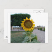 Zonnebloem Kunst Afdrukken Briefkaart (Voorkant / Achterkant)