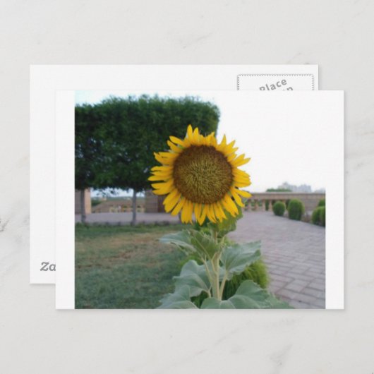 Zonnebloem Kunst Afdrukken Briefkaart (Voorkant / Achterkant)
