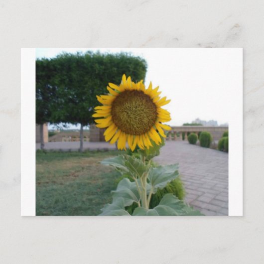 Zonnebloem Kunst Afdrukken Briefkaart (Voorkant)
