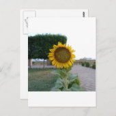 Zonnebloem Kunst Afdrukken Briefkaart (Voorkant / Achterkant)