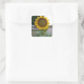 Zonnebloem Kunst Afdrukken Vierkante Sticker (Tas)