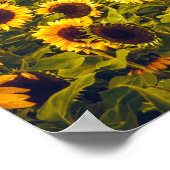 Zonnebloem Landschap Flowers Yellow Poster (Hoek)
