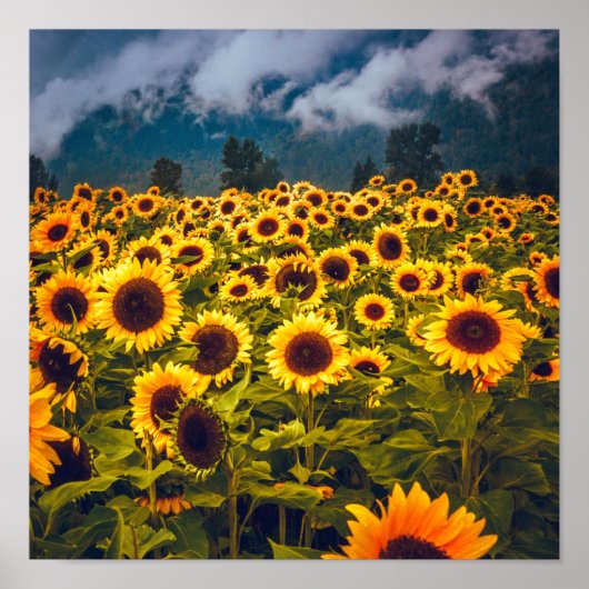 Zonnebloem Landschap Flowers Yellow Poster (Voorkant)