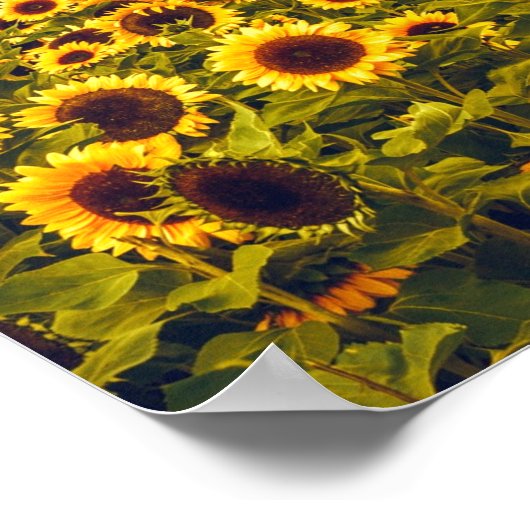 Zonnebloem Landschap Flowers Yellow Poster (Hoek)