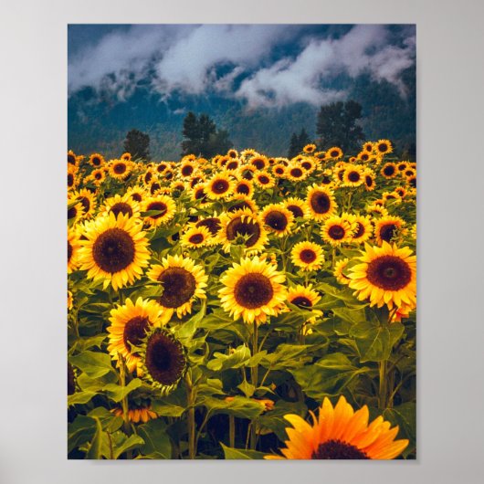 Zonnebloem Landschap Flowers Yellow Poster (Voorkant)