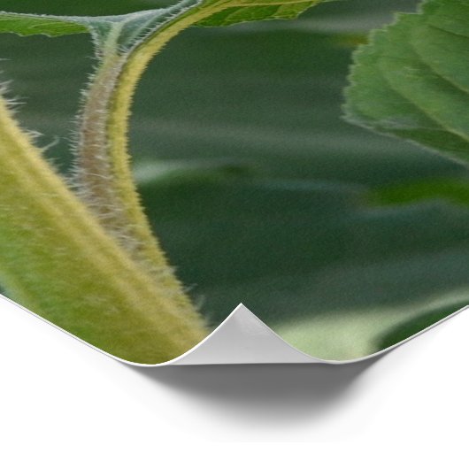 Zonnebloem Lane Poster (Hoek)