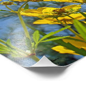 Zonnebloem, langkorrelig, Tickseed Foto Afdruk (Hoek)