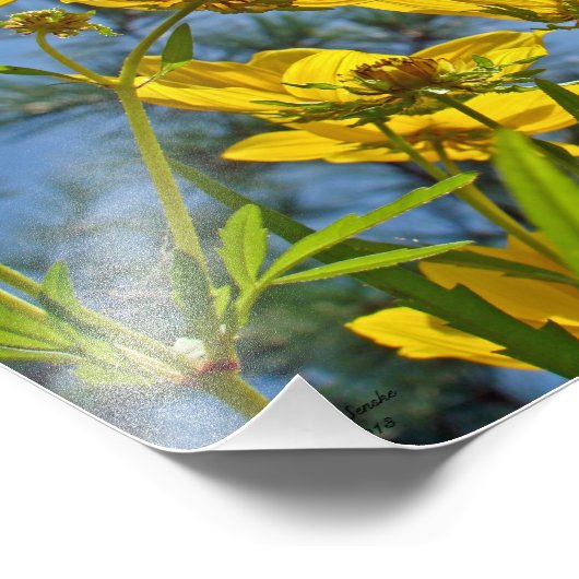 Zonnebloem, langkorrelig, Tickseed Foto Afdruk (Hoek)