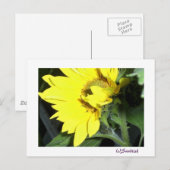zonnebloem links briefkaart (Voorkant / Achterkant)