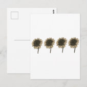 Zonnebloem Live, Lach, Liefde Briefkaart (Voorkant / Achterkant)