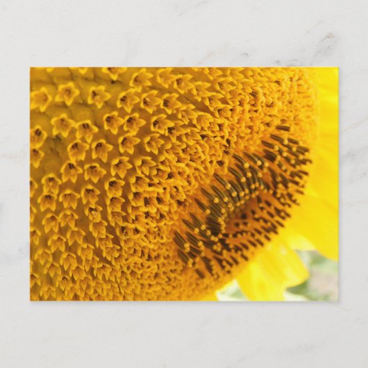 Zonnebloem - macro briefkaart (Voorkant)