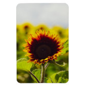 Zonnebloem Magneet (Verticaal)