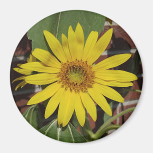 Zonnebloem Magneet