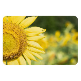 Zonnebloem Magneet