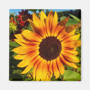 Zonnebloem Magneet
