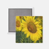 Zonnebloem Magneet (Voorkant / Achterkant)