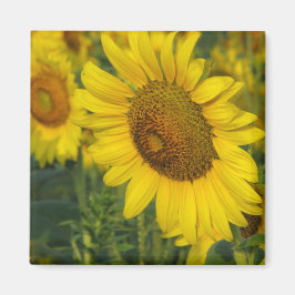 Zonnebloem Magneet